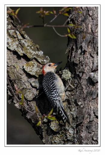 Red-bellied wood pecker copy.jpg